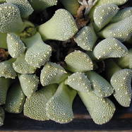 Aloinopsis malherbei ALOINOPSIS (АЛОИНОПСИС)