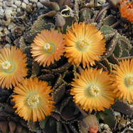 Aloinopsis malherbei ALOINOPSIS (АЛОИНОПСИС)