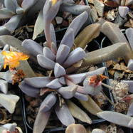 Aloinopsis orpenii ALOINOPSIS (АЛОИНОПСИС)