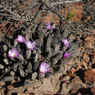 Cerochlamis pachyphylla CEROCHLAMIS (ЦЕРОХЛАМИС)