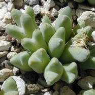 Conophytum blandum CONOPHYTUM (КОНОФИТУМ)