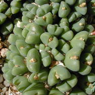 Conophytum hians CONOPHYTUM (КОНОФИТУМ)