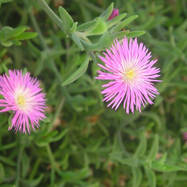 Delosperma acuminatum  DELOSPERMA (ДЕЛОСПЕРМА)