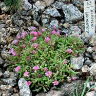 Delosperma spalmanthoides  DELOSPERMA (ДЕЛОСПЕРМА)