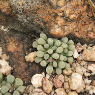 Frithia pulchra FRITHIA (ФРИТИЯ)