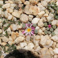 Frithia pulchra FRITHIA (ФРИТИЯ)