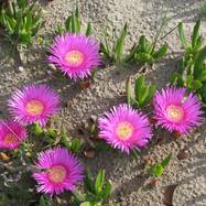 Lampranthus spectabilis LAMPRANTHUS (ЛАМПРАНТУС)