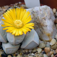 Lapidaria margaretae LAPIDARIA (ЛАПИДАРИЯ)