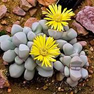 Lapidaria margaretae LAPIDARIA (ЛАПИДАРИЯ)