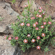 Mestoklema tuberosum MESTOCLEMA (МЕСТОКЛЕМА)