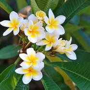 Plumeria PLUMERIA (ПЛЮМЕРИЯ)