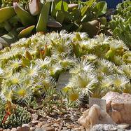 Sceletium joubertii SCELETIUM (СЦЕЛЕЦИУМ)