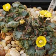 Titanopsis calcarea TITANOPSIS (ТИТАНОПСИС)