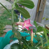 Adenium obesum Adenium (Apocynaceae)