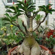 Adenium obesum Adenium (Apocynaceae)