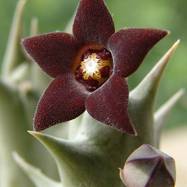 Caralluma hesperidum Caralluma (Караллума)