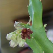 Caralluma procumbens  Caralluma (Караллума)