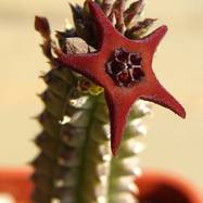 Caralluma sp. (hybrid?)  Caralluma (Караллума)