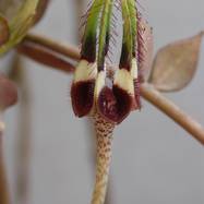 Ceropegia radicans Ceropegia (Церопегия)