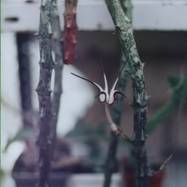 Ceropegia stapeliiformis Haw. Ceropegia (Церопегия)