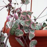 Ceropegia woodii var.variegata Ceropegia (Церопегия)