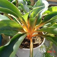 Chlorophytum green orange Сhlorophytum (Хлорофитум)