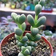 Delosperma or Lampranthus Delosperma