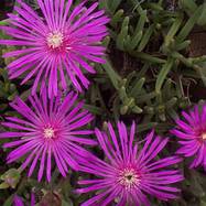 Delosperma cooperi  DELOSPERMA (ДЕЛОСПЕРМА)