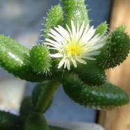 Drosanthemum echinatum Drosanthemum