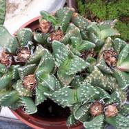 Faucaria tuberculosa FAUCARIA (ФАУКАРИЯ)