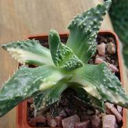 Faucaria tuberculosa var.variegata? Faucaria