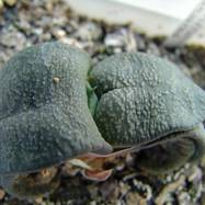 Gasteria armstrongii Gasteria (Гастерия)