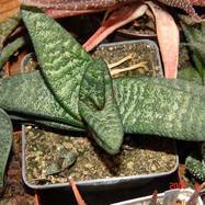 Gasteria batesiana Gasteria (Гастерия)