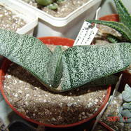 Gasteria batesiana Gasteria (Гастерия)