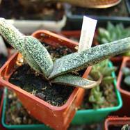 Gasteria batesiana var.dolomitica Gasteria (Гастерия)