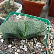 Gasteria brevifolia Gasteria (Гастерия)