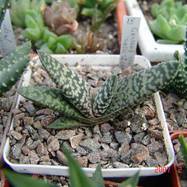 Gasteria carinata 'Snow storm'  Gasteria (Гастерия)