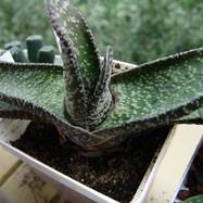 Gasteria ernestii-ruschii Dtr. Gasteria (Гастерия)