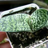 Gasteria excelsa Gasteria (Гастерия)