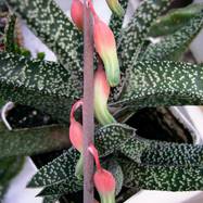 Gasteria (Гастерия)