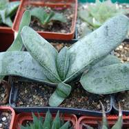 Gasteria glauca Gasteria (Гастерия)