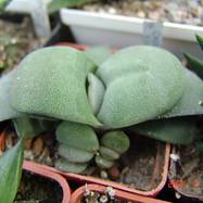 Gasteria glomerata Gasteria (Гастерия)