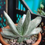 Gasteria gracilis var.variegata Gasteria (Гастерия)