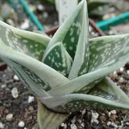 Gasteria сv 'Green Ice' Gasteria (Гастерия)