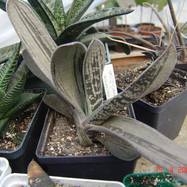 Gasteria cv 'Hummel's Silver' Gasteria (Гастерия)