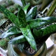 Gasteria liliputana Gasteria (Гастерия)