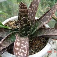 Gasteria luttzii Gasteria (Гастерия)