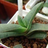 Gasteria rawlinsonii Gasteria (Гастерия)