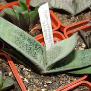 Gasteria schweinepfurdtii Gasteria (Гастерия)