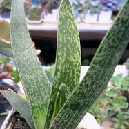 Gasteria sp. Gasteria (Гастерия)